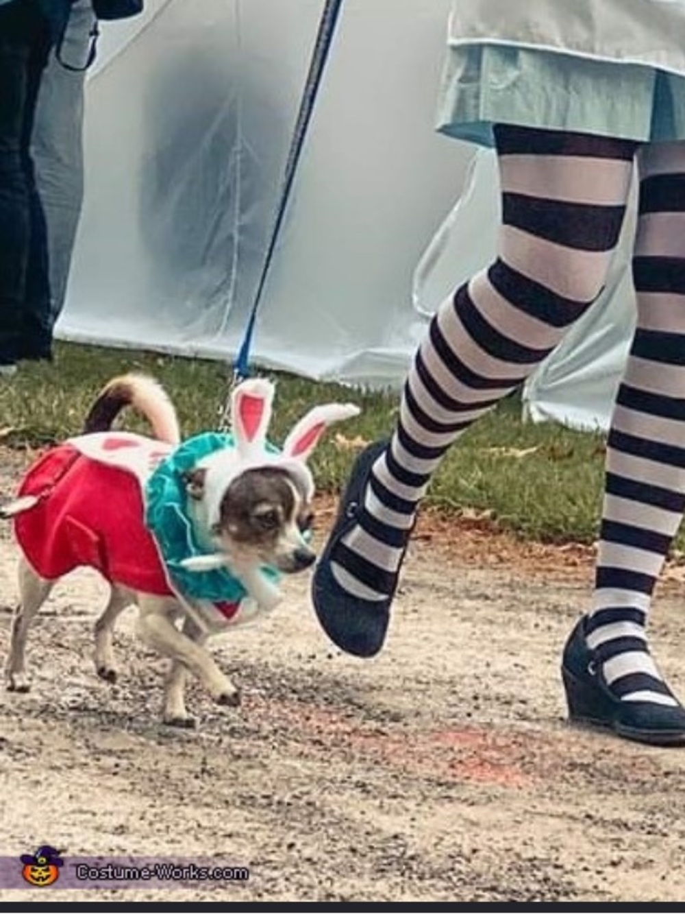 Alice in wonderland “rabbit” Halloween costume for dog